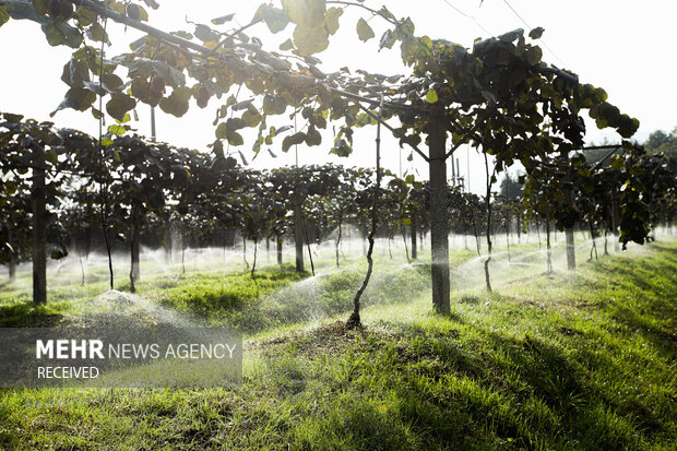 برداشت کیوی از باغات سلمان‌شهر