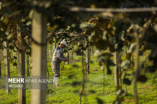 برداشت کیوی از باغات سلمان‌شهر