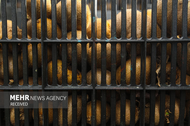 برداشت کیوی از باغات سلمان‌شهر