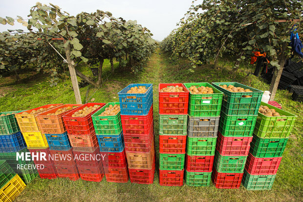 برداشت کیوی از باغات سلمان‌شهر