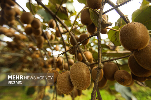 برداشت کیوی از باغات سلمان‌شهر