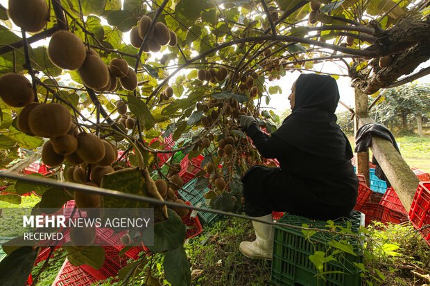 برداشت کیوی از باغات سلمان‌شهر
