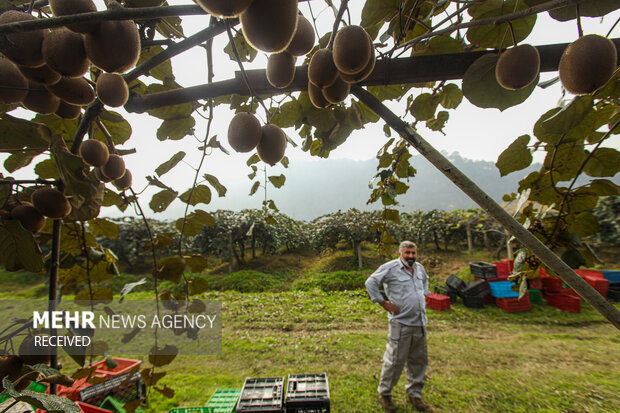 برداشت کیوی از باغات سلمان‌شهر