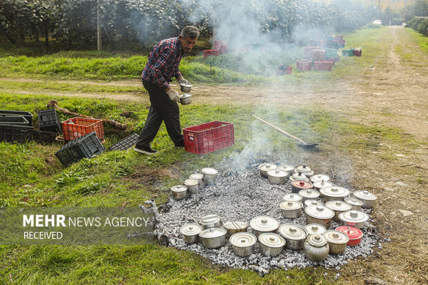برداشت کیوی از باغات سلمان‌شهر