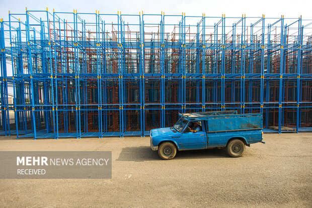 برداشت کیوی از باغات سلمان‌شهر