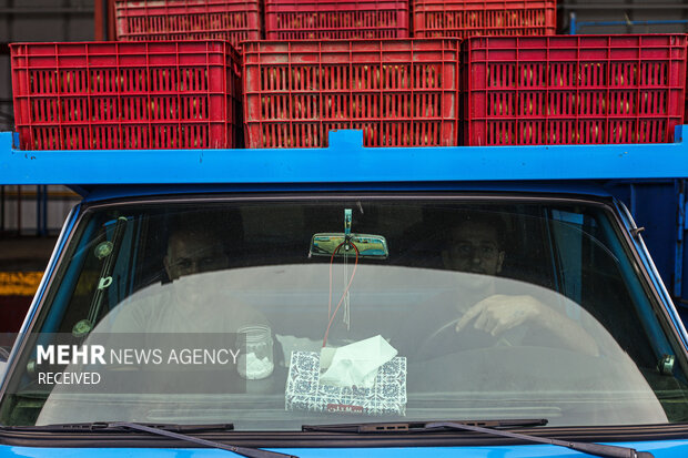 برداشت کیوی از باغات سلمان‌شهر