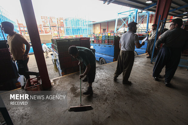 برداشت کیوی از باغات سلمان‌شهر