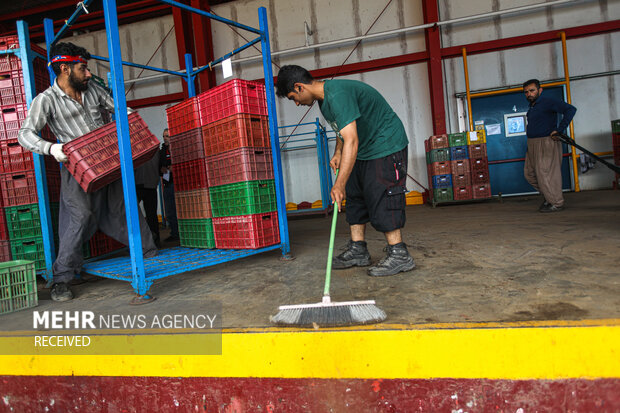 برداشت کیوی از باغات سلمان‌شهر