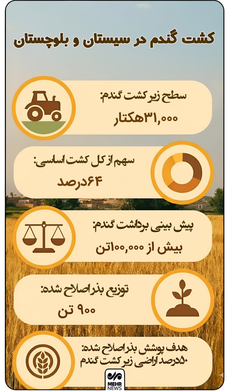 اینفوگرافیک؛ کشت گندم در سیستان و بلوچستان