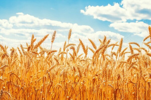 اینفوگرافیک؛ کرمانشاه پیشران حمل ریلی غلات کشور