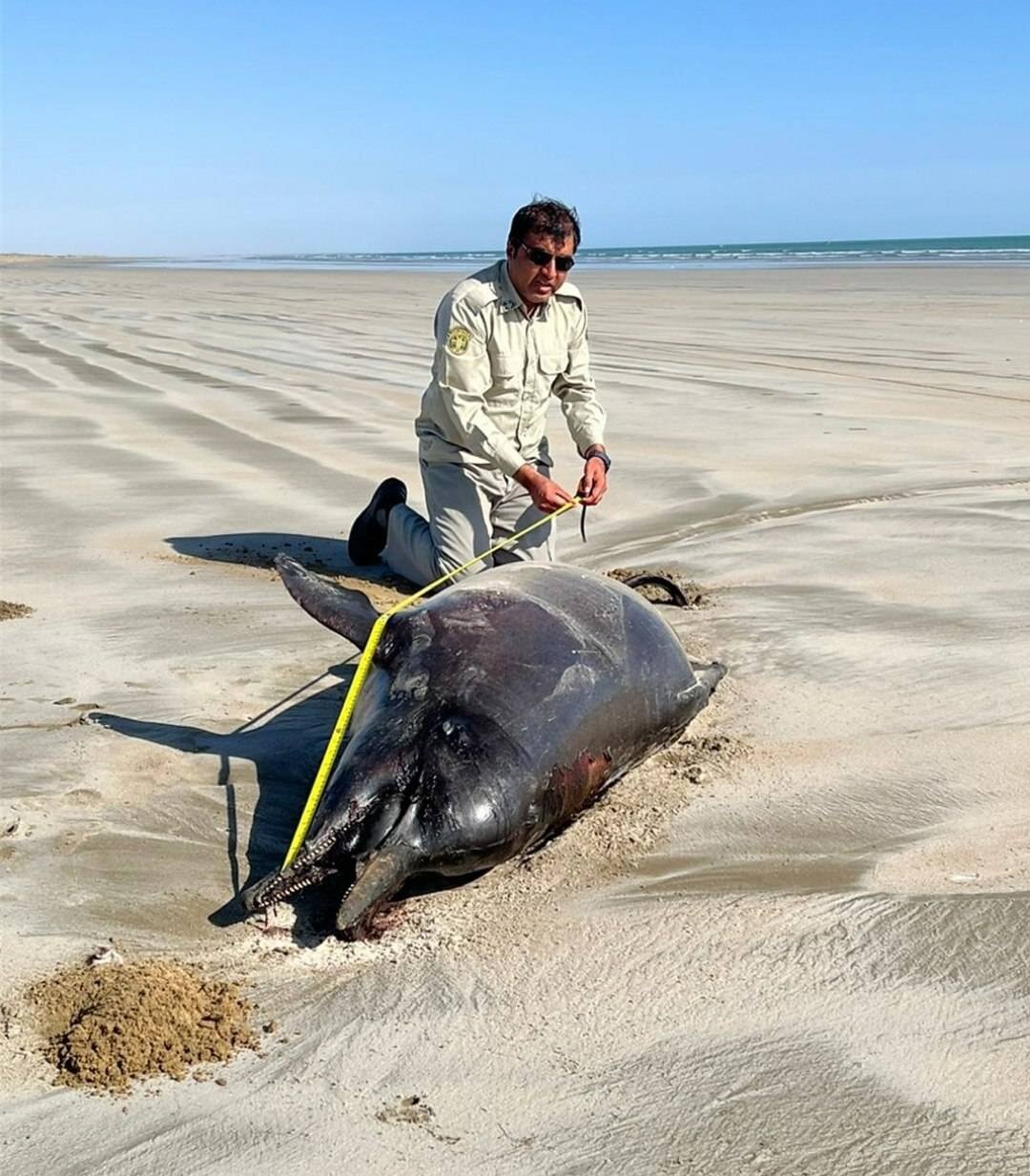کشف دو لاشه دلفین در ساحل تالاب خلیج گواتر و خور باهو