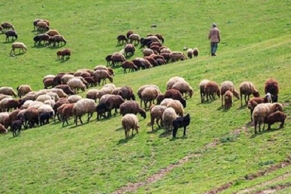 طرح مدیریت چرا برای جلوگیری از چرای زودرس در سنقر اجرا میشود طرح مدیریت چرا برای جلوگیری از چرای زودرس در سنقر اجرا میشود
