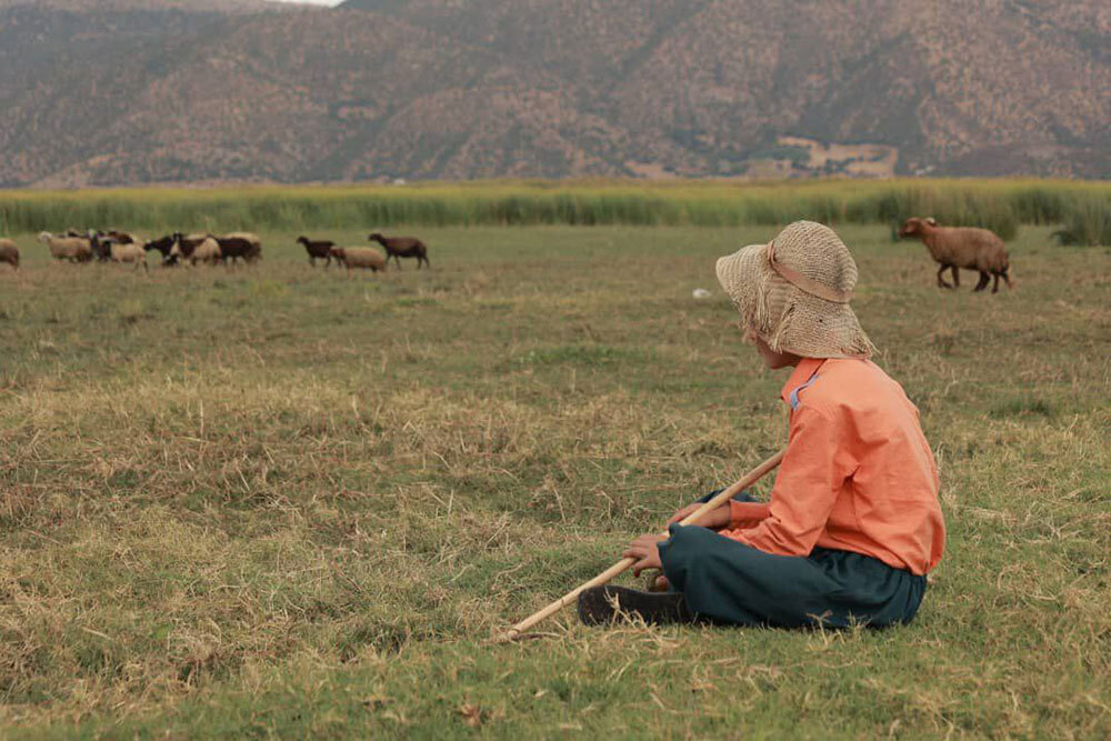 مستندی درباره آزادی و لک‌لک‌ها؛ بازگشت سرمایه پیچیده است!