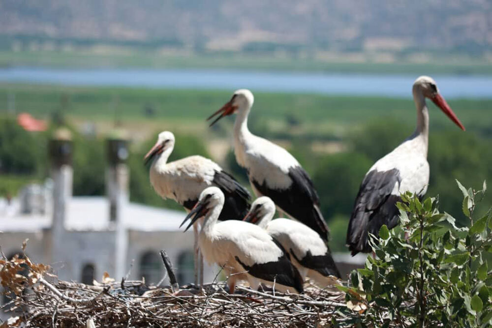 مستندی درباره آزادی و لک‌لک‌ها؛ بازگشت سرمایه پیچیده است!