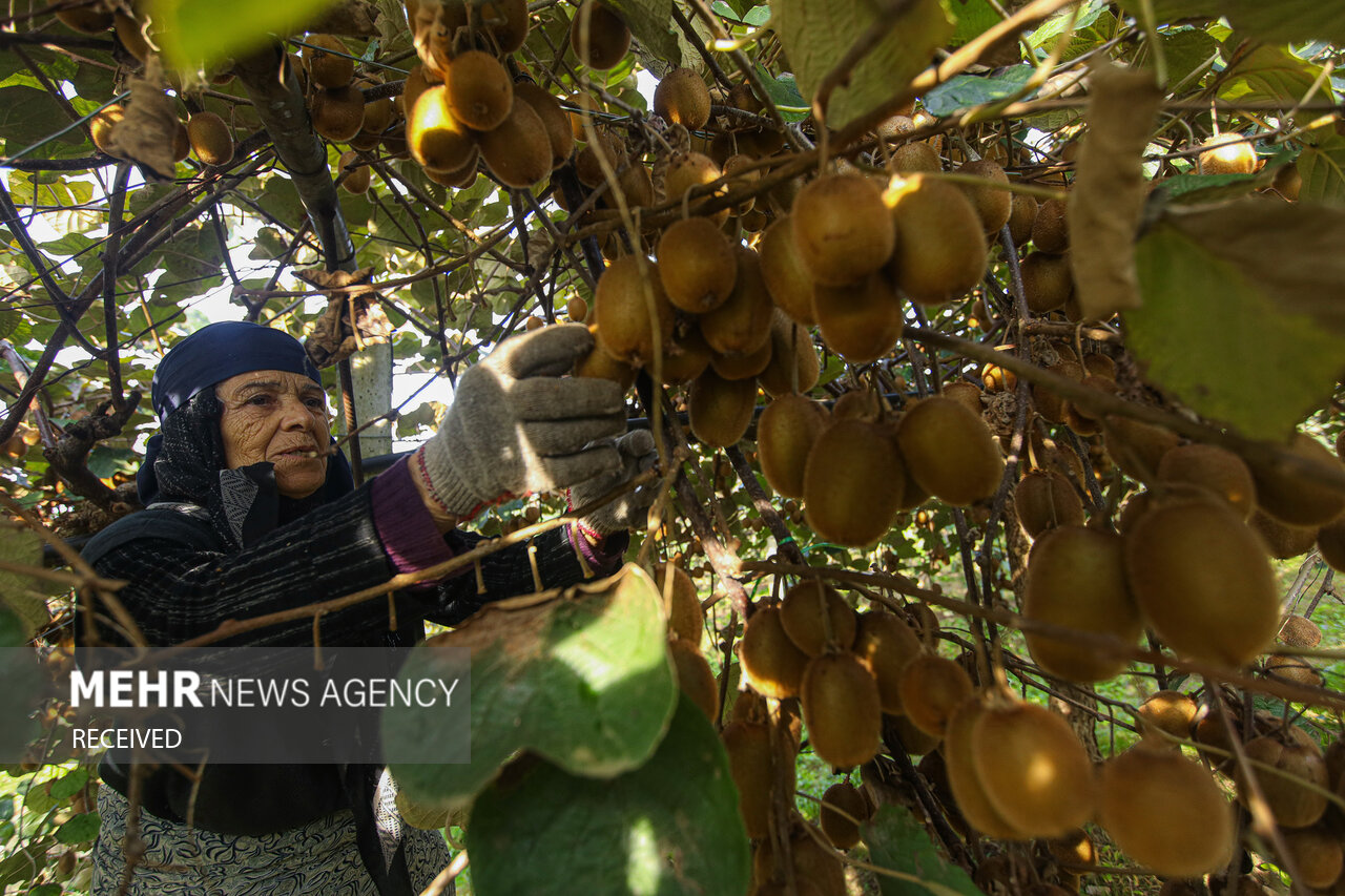 زنان،ميوه،بتوانند،پاي