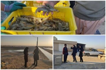 ۴۸۰۰ تن میگو از سایت‌های  شیف و بامداد برداشت شد