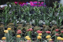 شهرداری ملارد با گلخانه‌های داخلی، نشاط شهری را افزایش داد