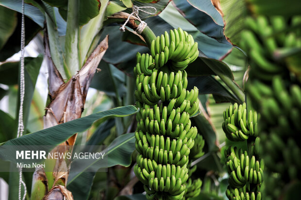 سفر وزیر اقتصاد و دارایی به ارس
