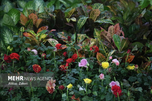 نمایشگاه گل و گیاه بندرعباس