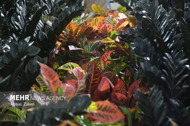 نمایشگاه گل و گیاه بندرعباس