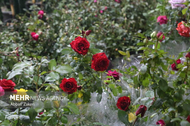 نمایشگاه گل و گیاه بندرعباس