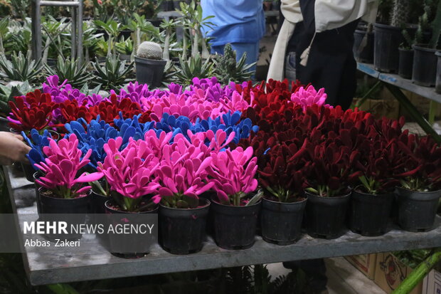 نمایشگاه گل و گیاه بندرعباس