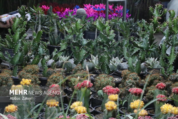 نمایشگاه گل و گیاه بندرعباس