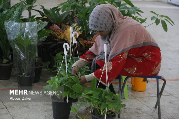 نمایشگاه گل و گیاه بندرعباس