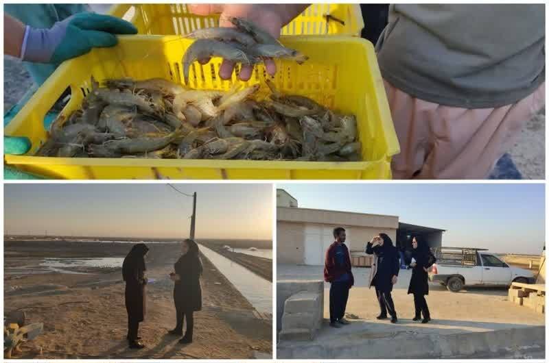 ۴۸۰۰ تن میگو از سایت‌های  شیف و بامداد برداشت شد