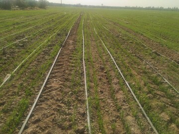 کاشت گندم در مزارع بخش رودخانه شهرستان رودان آغاز شد