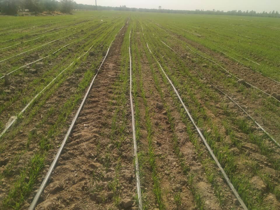 کاشت گندم در مزارع بخش رودخانه شهرستان رودان آغاز شد