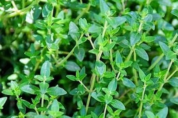 وجود ۱۲ هزار نمونه گیاهی و مرجع علمی ملی در آذربایجان غربی