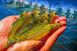 ۱۵۳ پروژه شیلاتی به بهره‌برداری می‌رسد