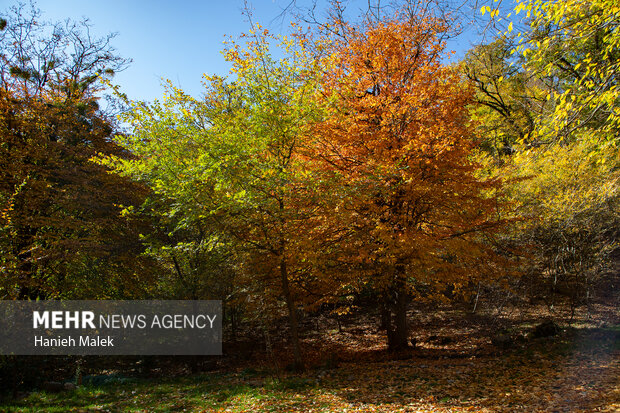 جنگل پاییزی توسکستان گرگان