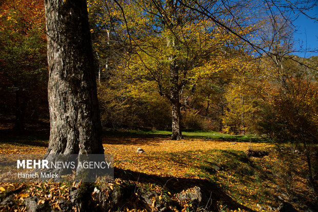 جنگل پاییزی توسکستان گرگان