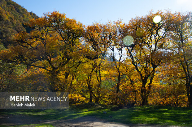 جنگل پاییزی توسکستان گرگان