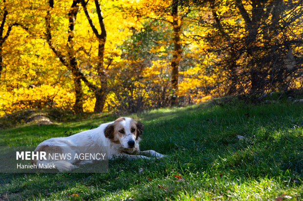 جنگل پاییزی توسکستان گرگان