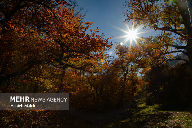 جنگل پاییزی توسکستان گرگان