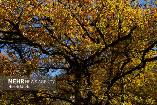 جنگل پاییزی توسکستان گرگان