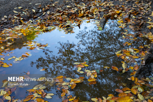 جنگل پاییزی توسکستان گرگان