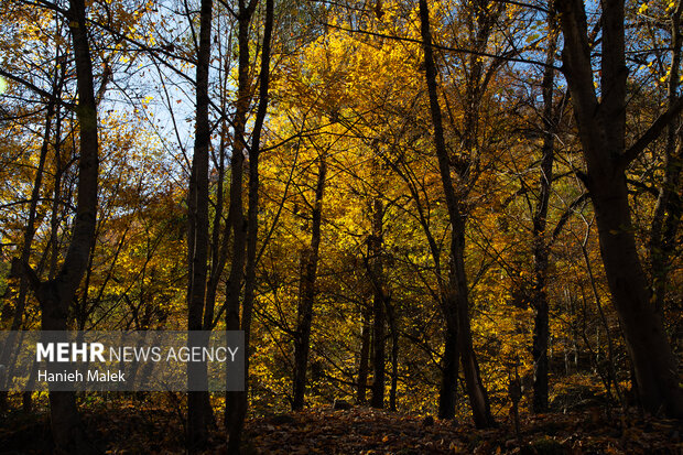 جنگل پاییزی توسکستان گرگان