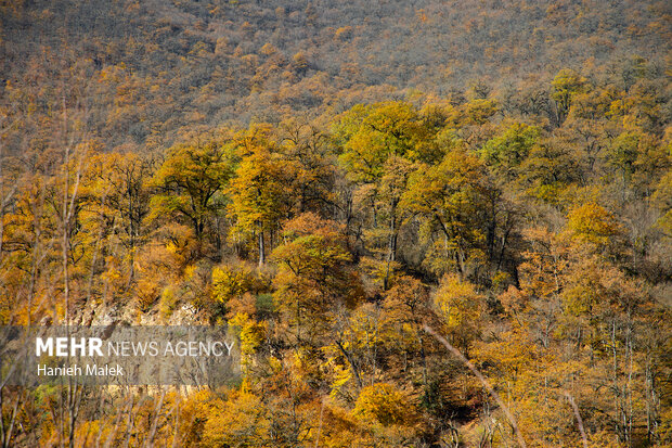 جنگل پاییزی توسکستان گرگان