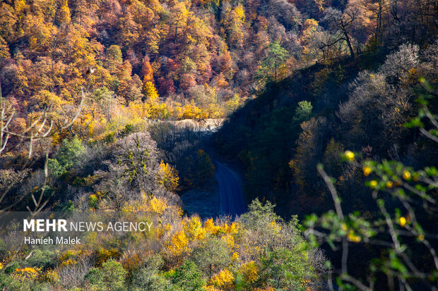 جنگل پاییزی توسکستان گرگان