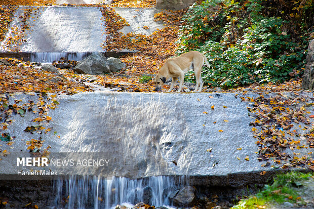 جنگل پاییزی توسکستان گرگان