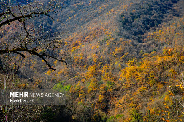 جنگل پاییزی توسکستان گرگان