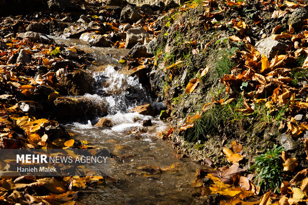 جنگل پاییزی توسکستان گرگان