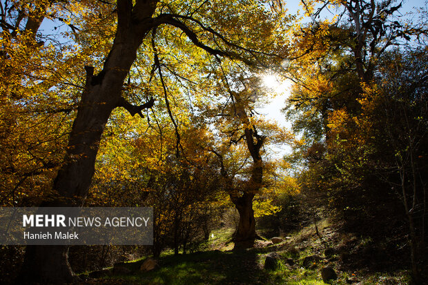 جنگل پاییزی توسکستان گرگان