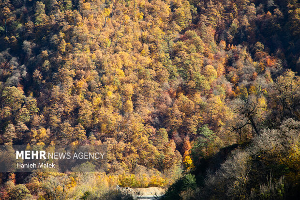 جنگل پاییزی توسکستان گرگان