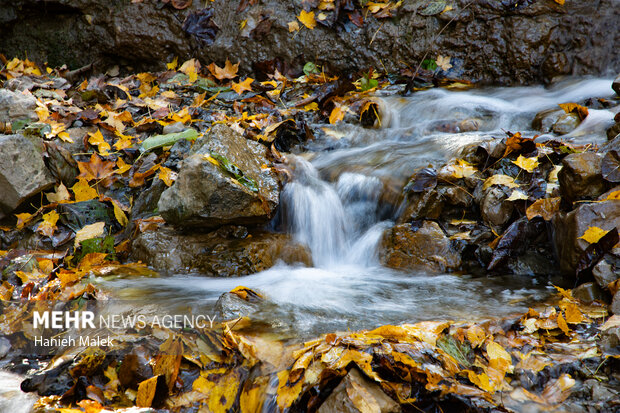 جنگل پاییزی توسکستان گرگان