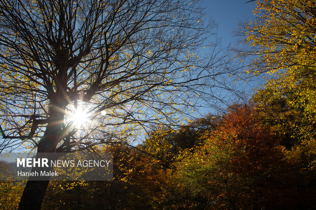 جنگل پاییزی توسکستان گرگان